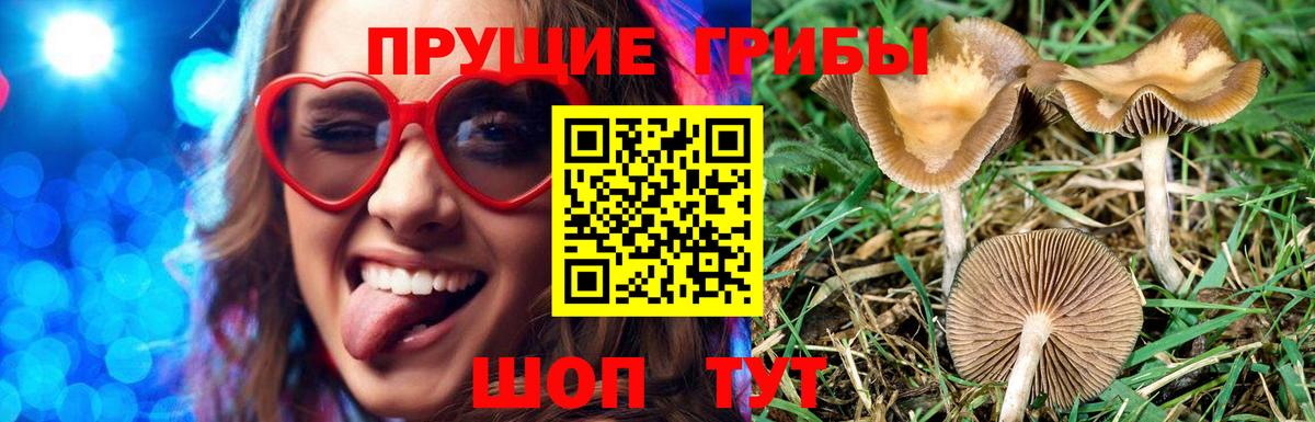 Галлюциногенные грибы Psilocybine cubensis Егорьевск